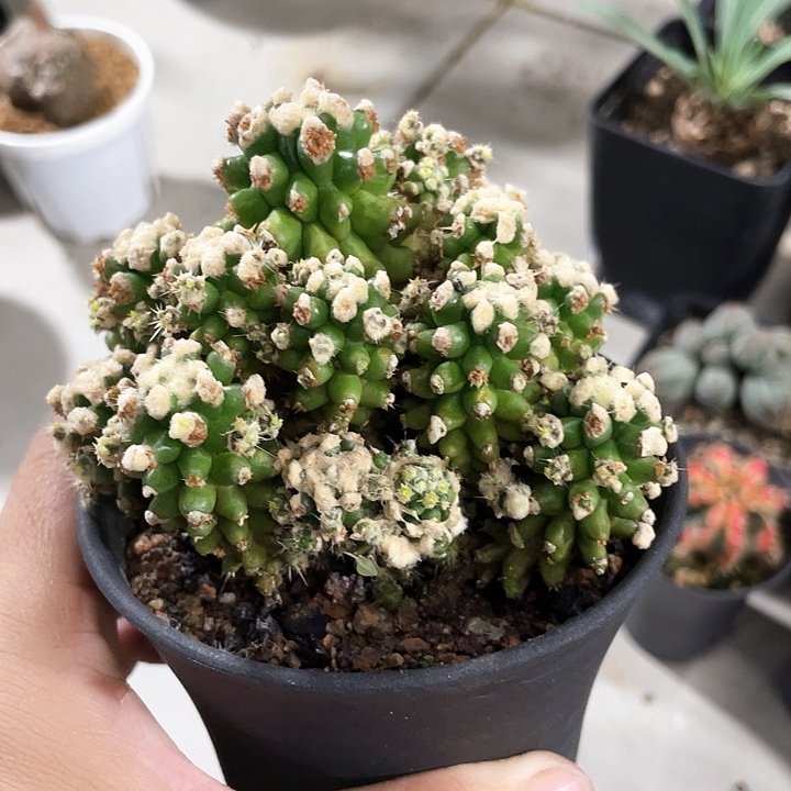 金琥泉老庄666666666666