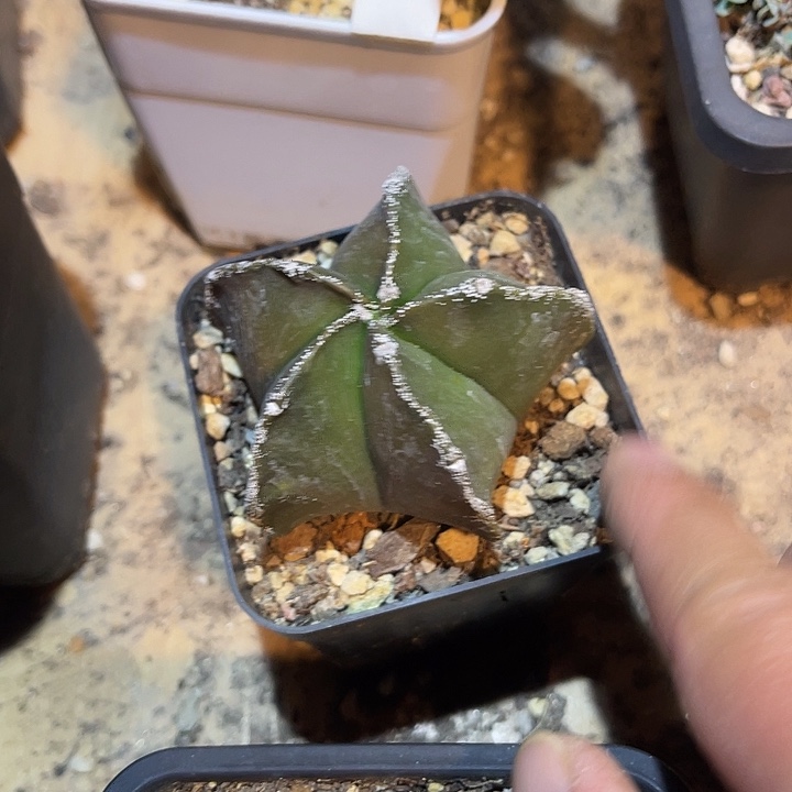 满38包邮2天凑单，脱土晾根发货多肉植物