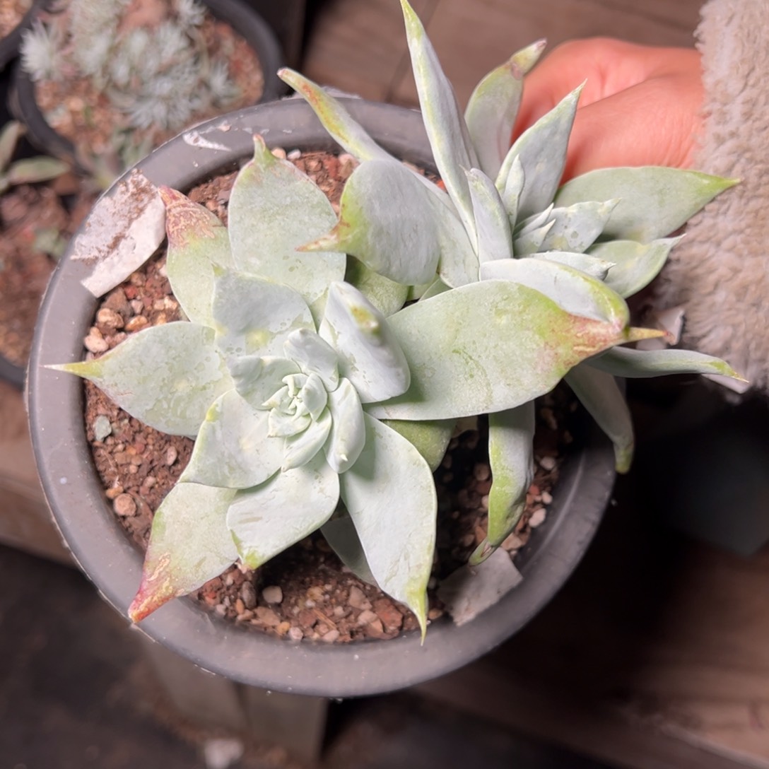 2642雪山双头哈哈哈哈哈