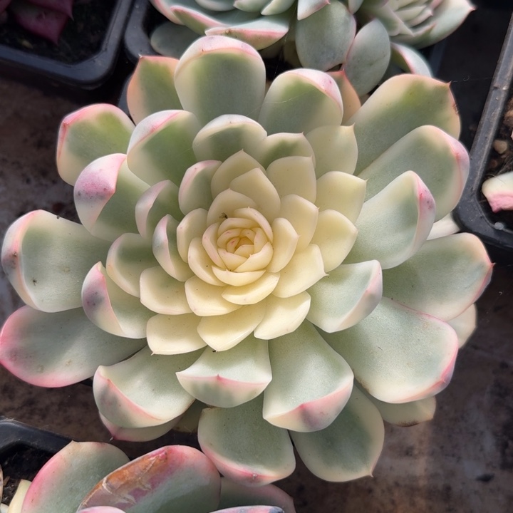 韩水晶锦一刻的锦