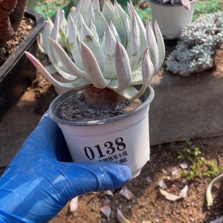 138号雪山杂多肉植物