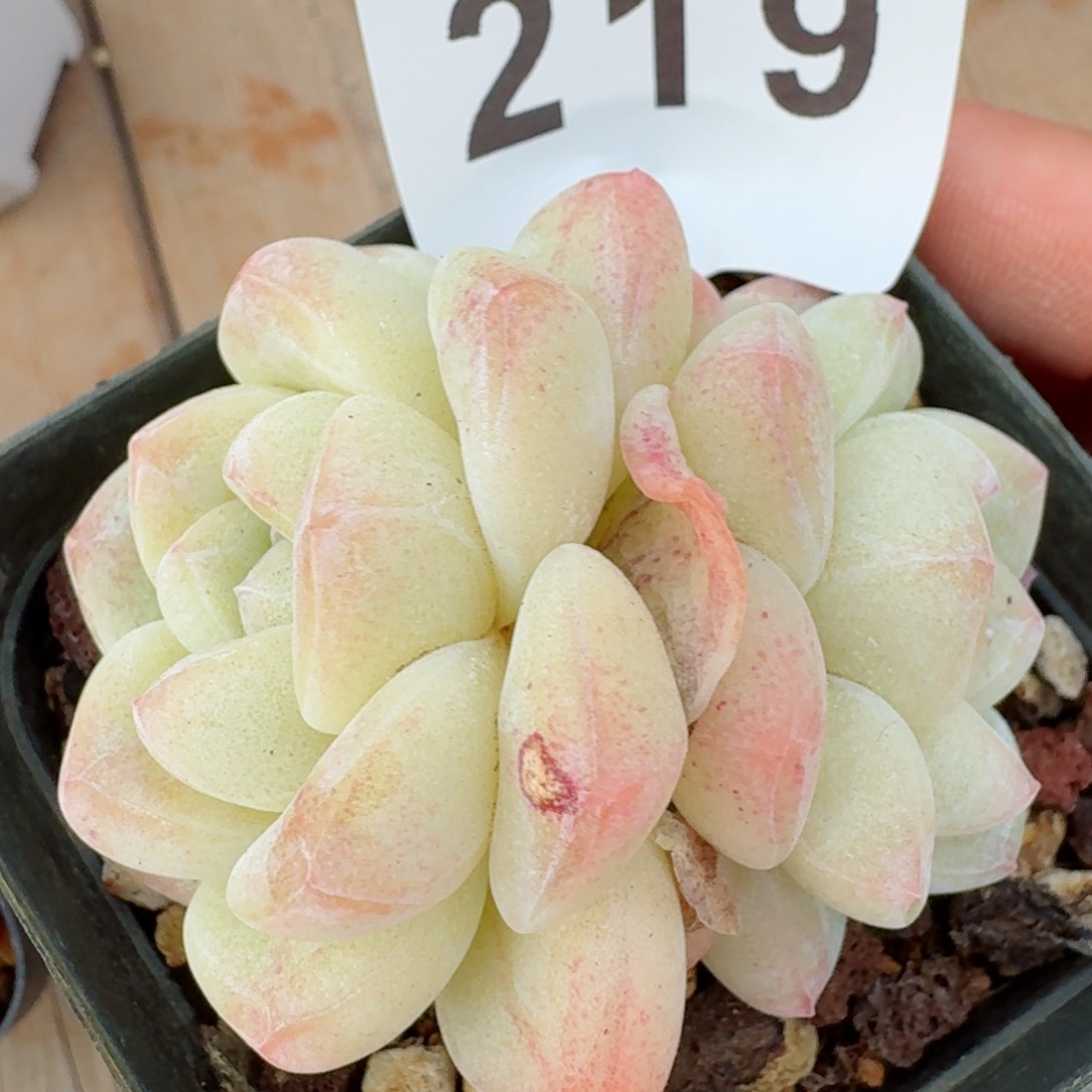 福利         精品多肉