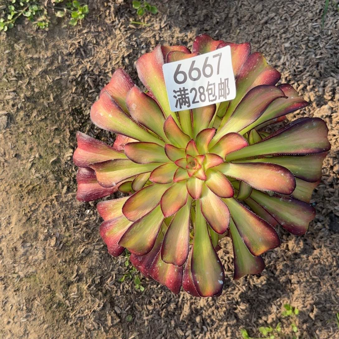 B.  6667魅力多肉