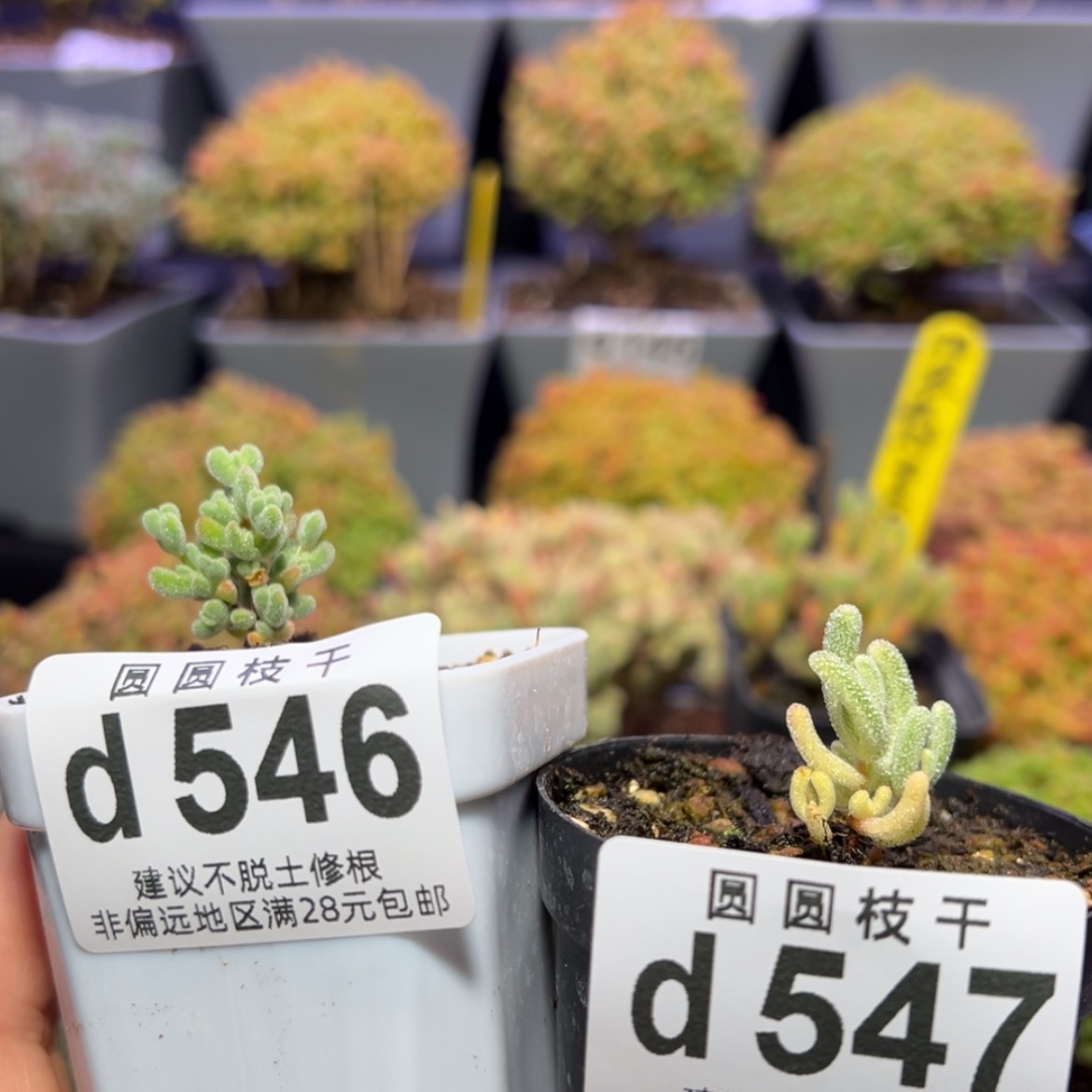 【闪购商品】ʚ**d546，547莱斯杂冰晶，实生橙叶锦