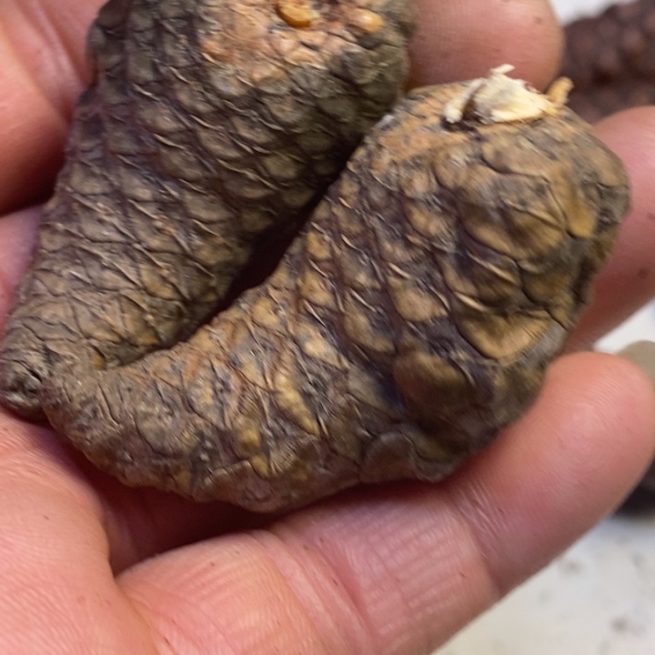 吊坠文玩核桃东北特产80