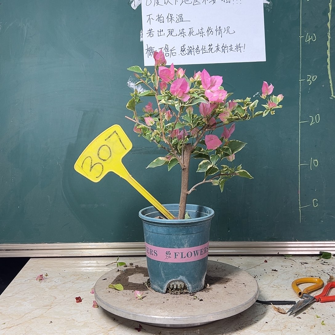 完全开放 福利 蜡染粉  307