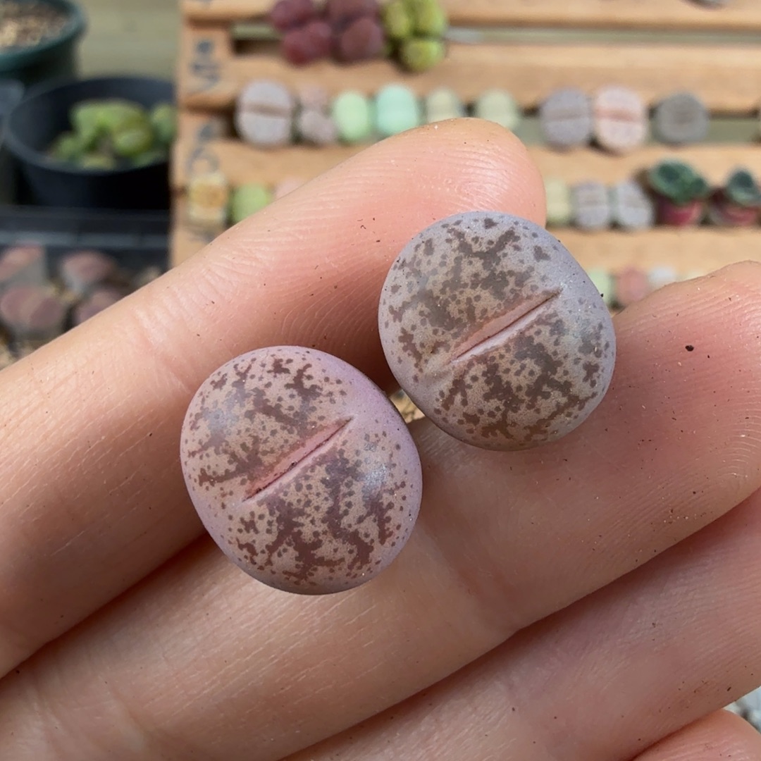 特价粉彩妍一对脱土发