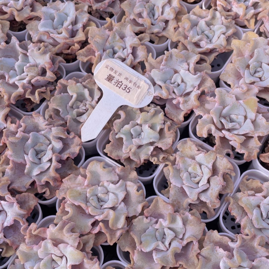 量拍35号白饺子皮芭蕾舞者单头两个