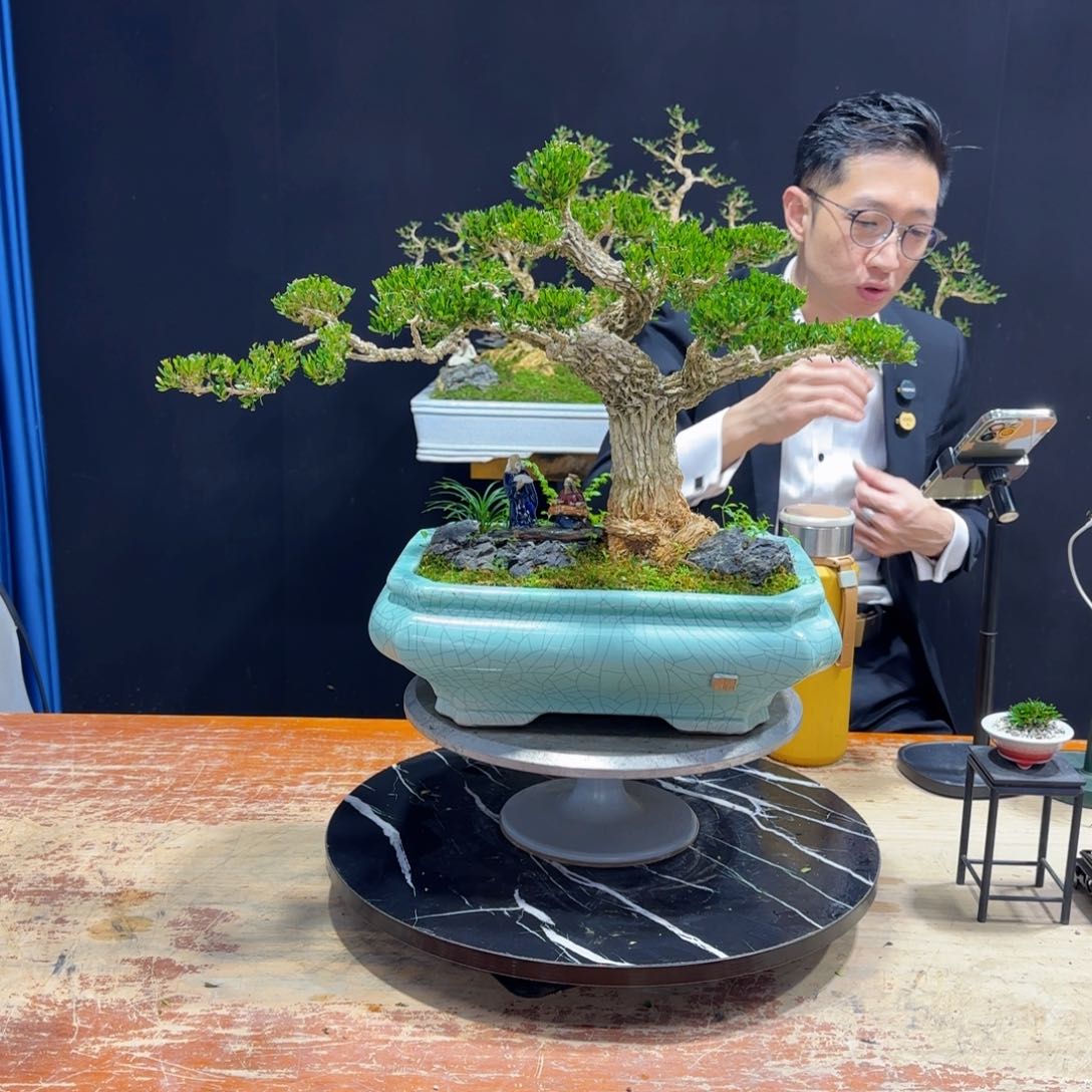 黄杨室内室外盆景艺术