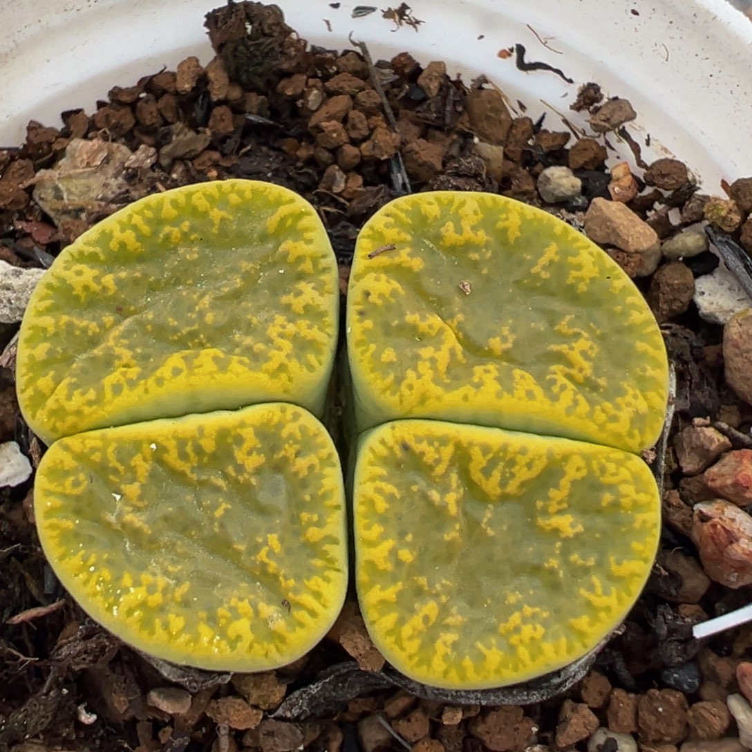 383多肉植物百科植物