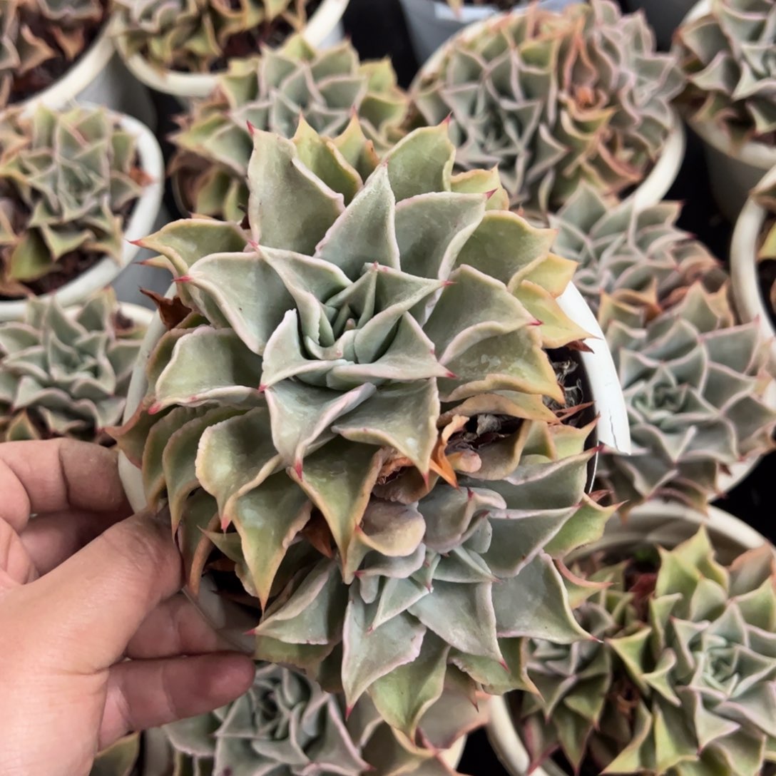 饺子皮双头老桩整桩