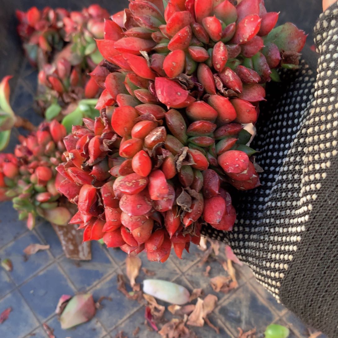 氢****发氢氧沙鲁缀化一物一拍