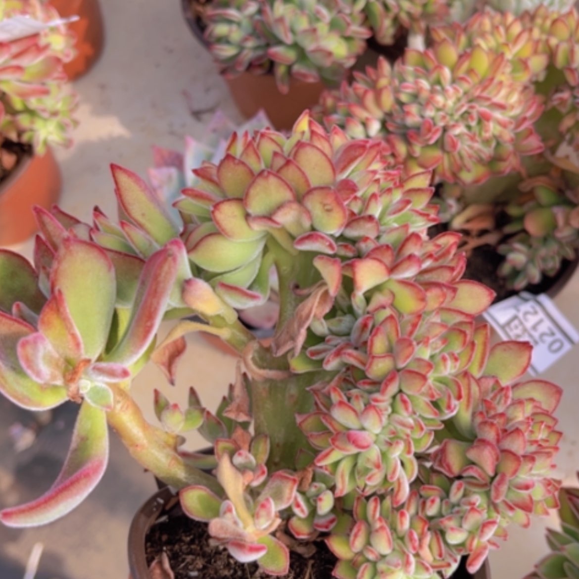 【闪购商品】红兔耳缀02128