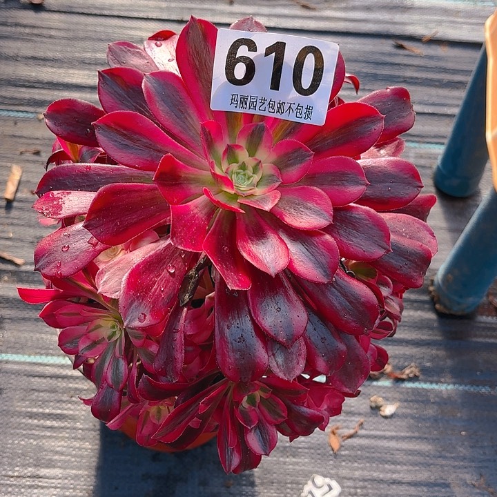 【闪购商品】用****1610美杜莎2-10