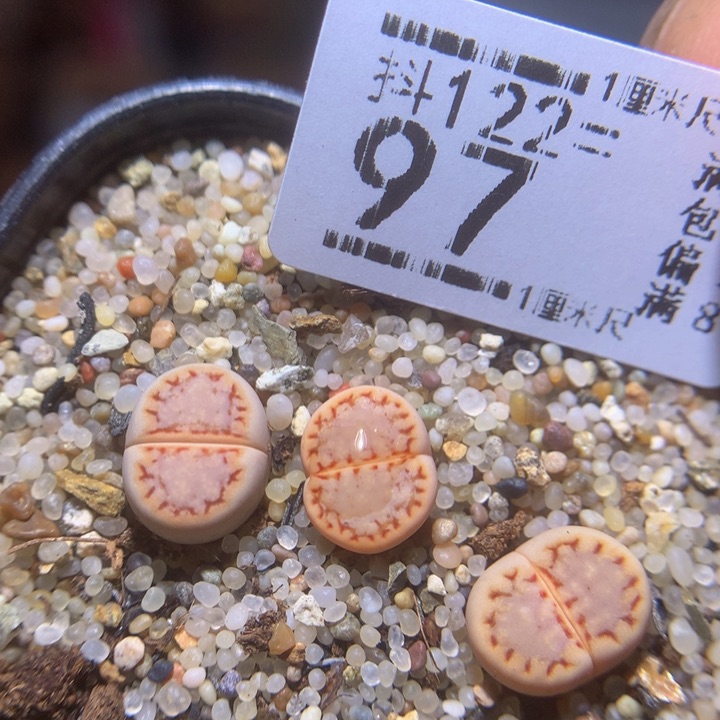 精品生石花122.97