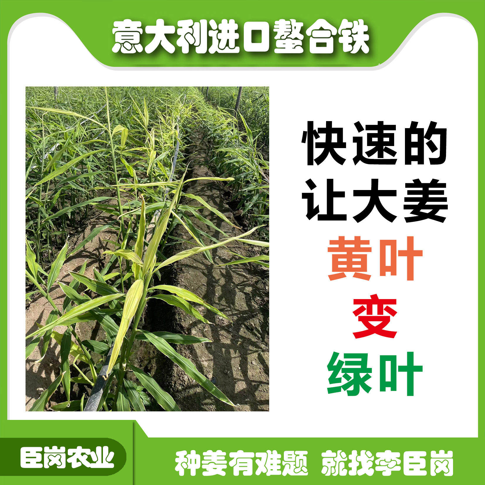 意大利进口熬合铁，让大姜黄叶变绿叶，冲一亩地，一包2生姜斤。