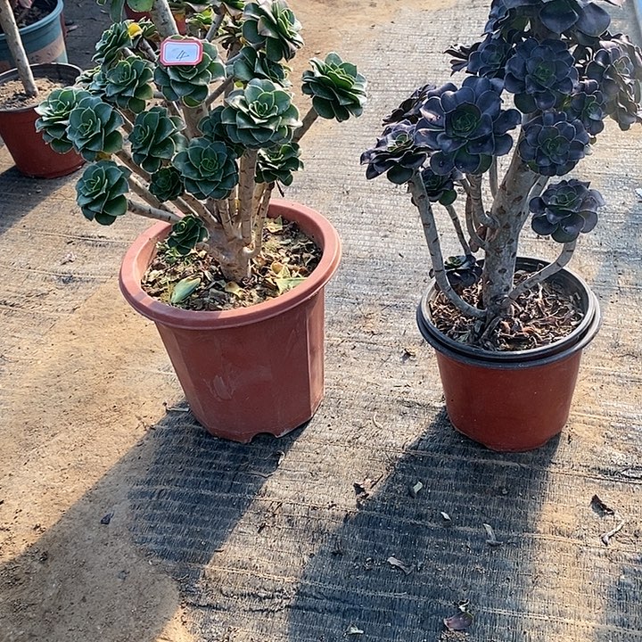 4，2颗多肉法师drfs