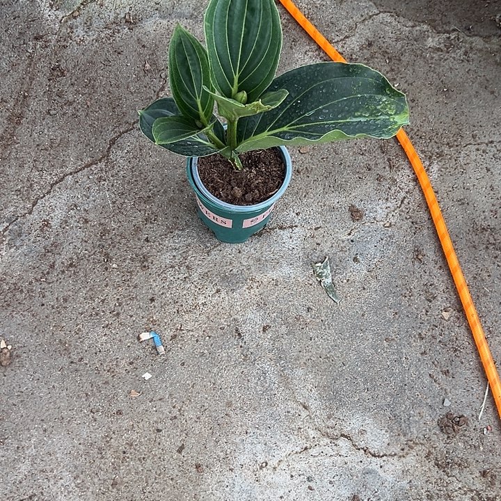 向***学无花朵荷兰进口宝莲灯