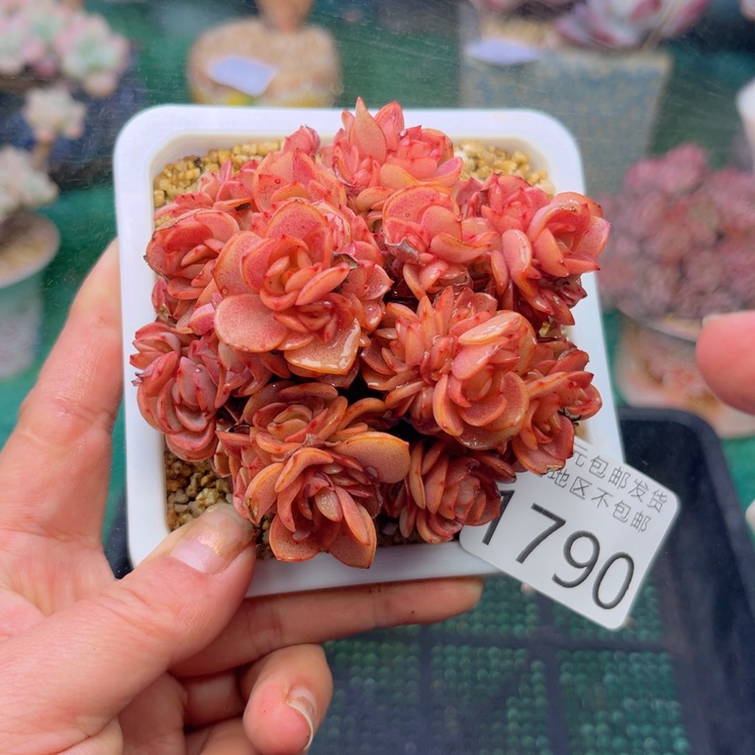 大1790；h x h c j h j m m