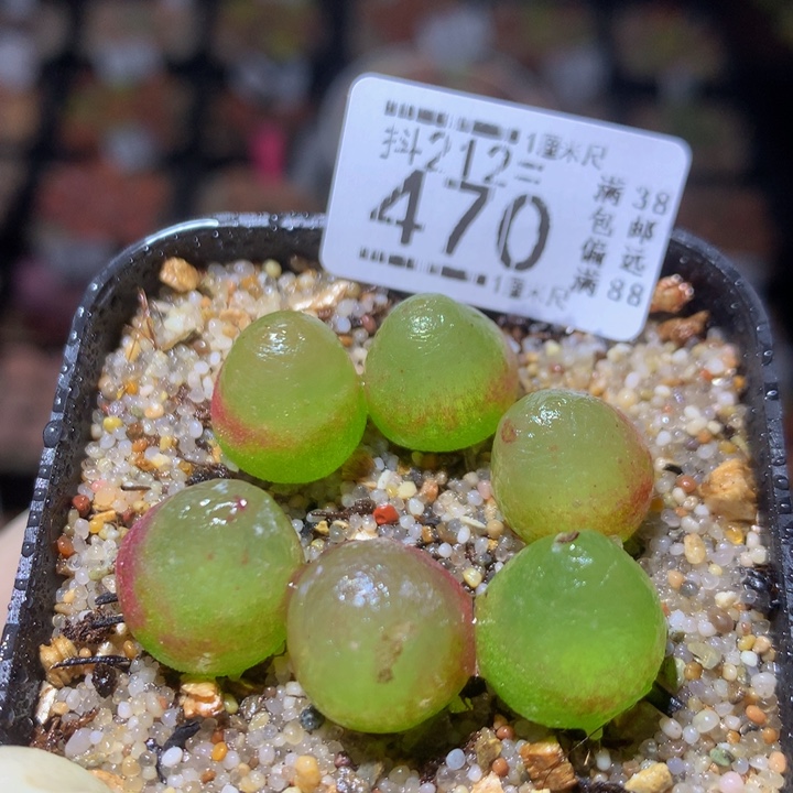 精品生生花212.470