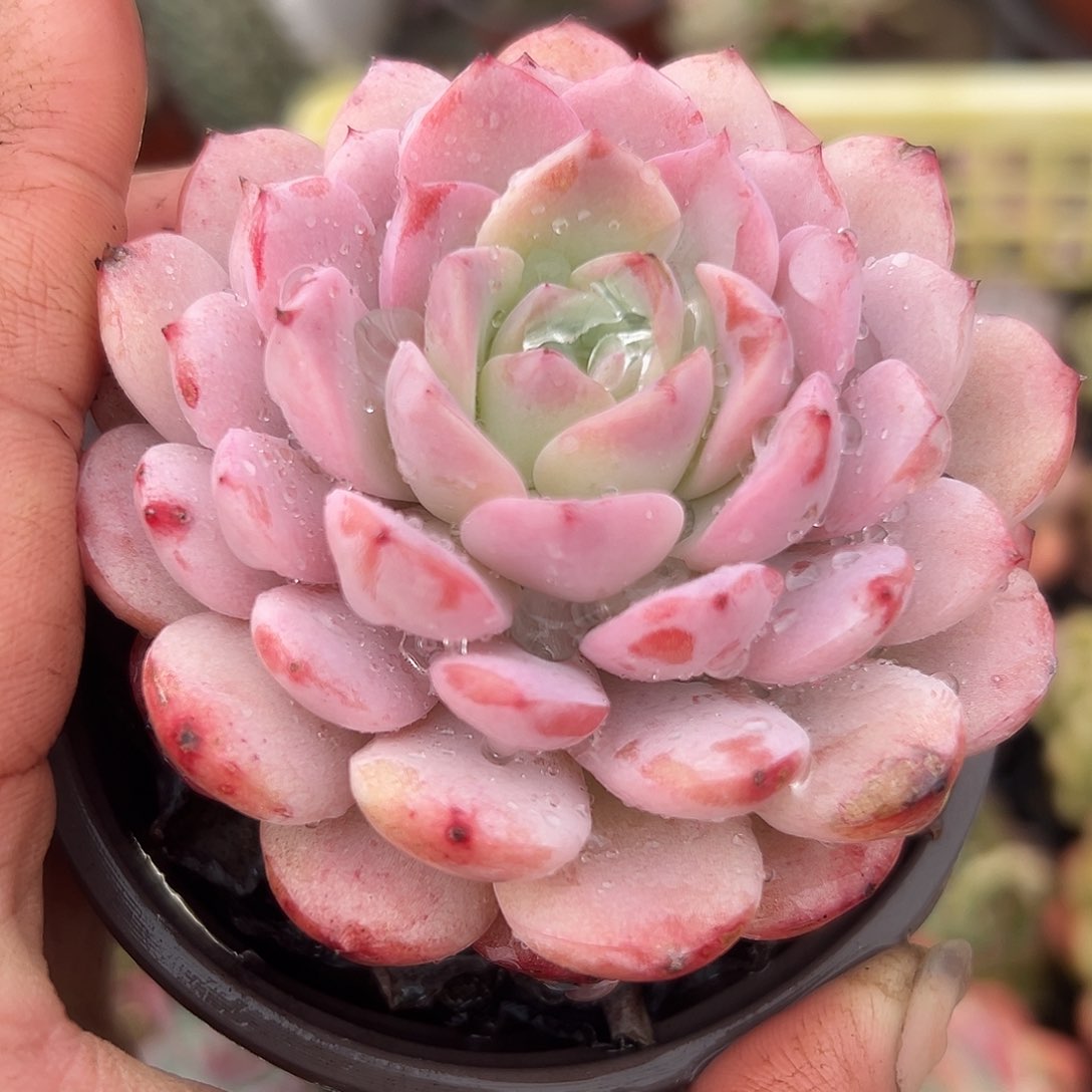 多肉植物多肉植物