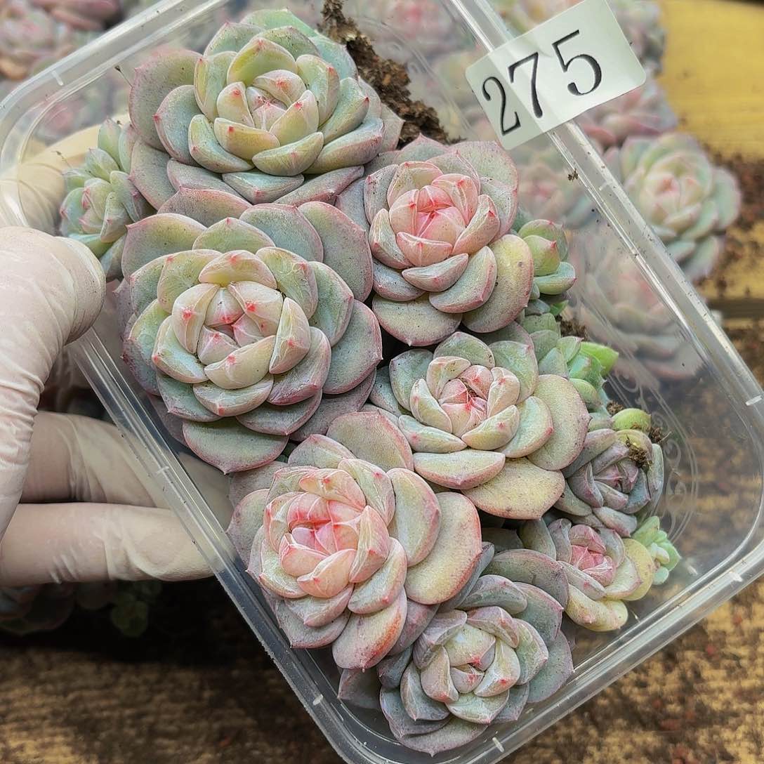 博***?多肉植物多肉植物275