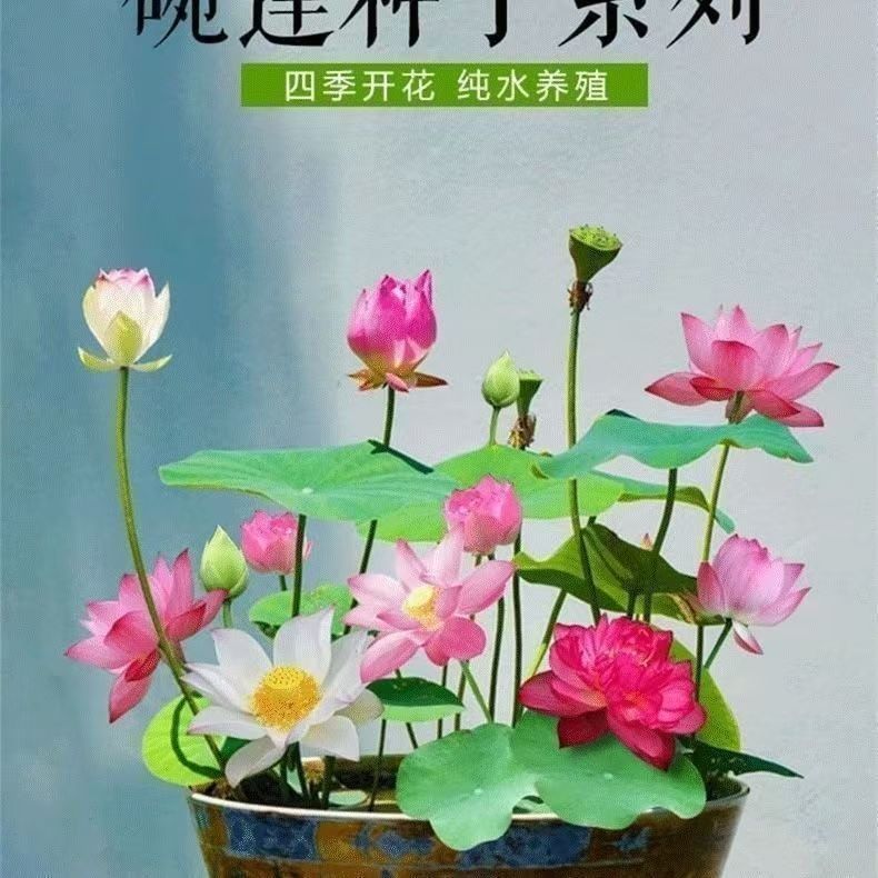 碗莲四季播种水培荷花植物无土水养睡莲盆栽花卉