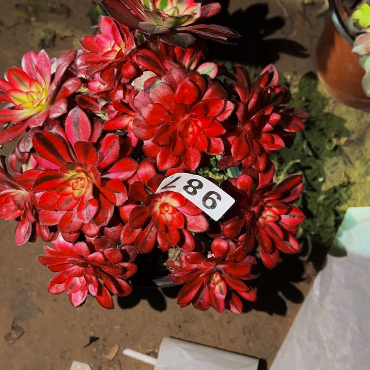 987香奈儿多肉植物处理不售后砍头丛林