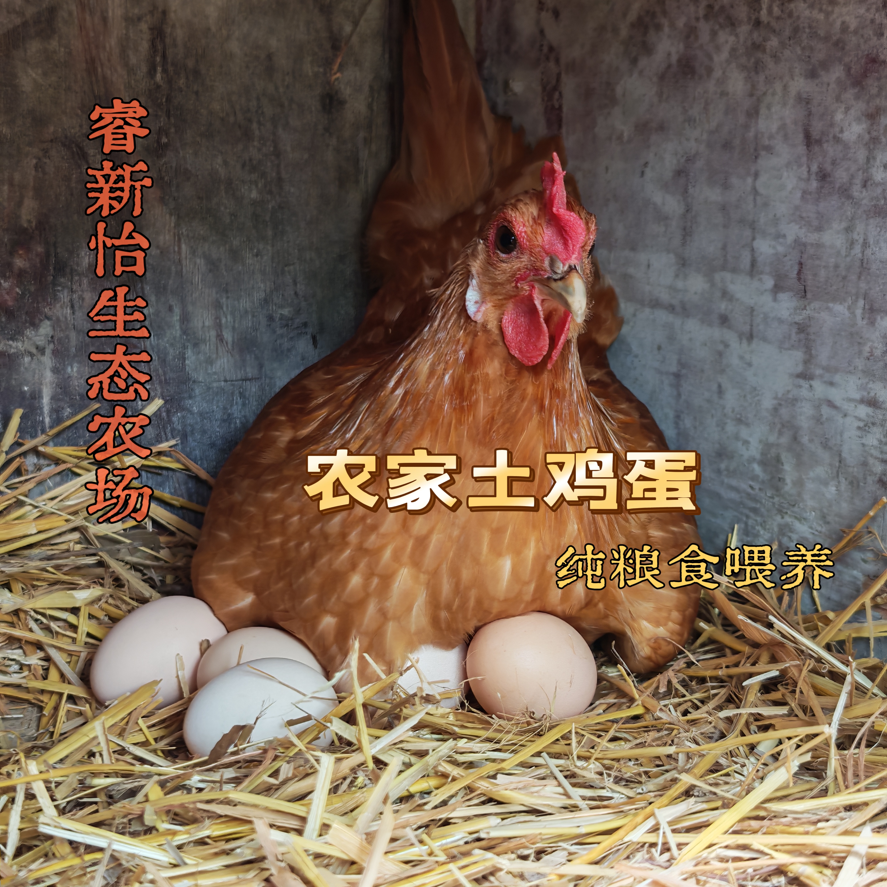 睿新怡农场直发，散养土鸡蛋，现捡先发，纯粮食喂养
