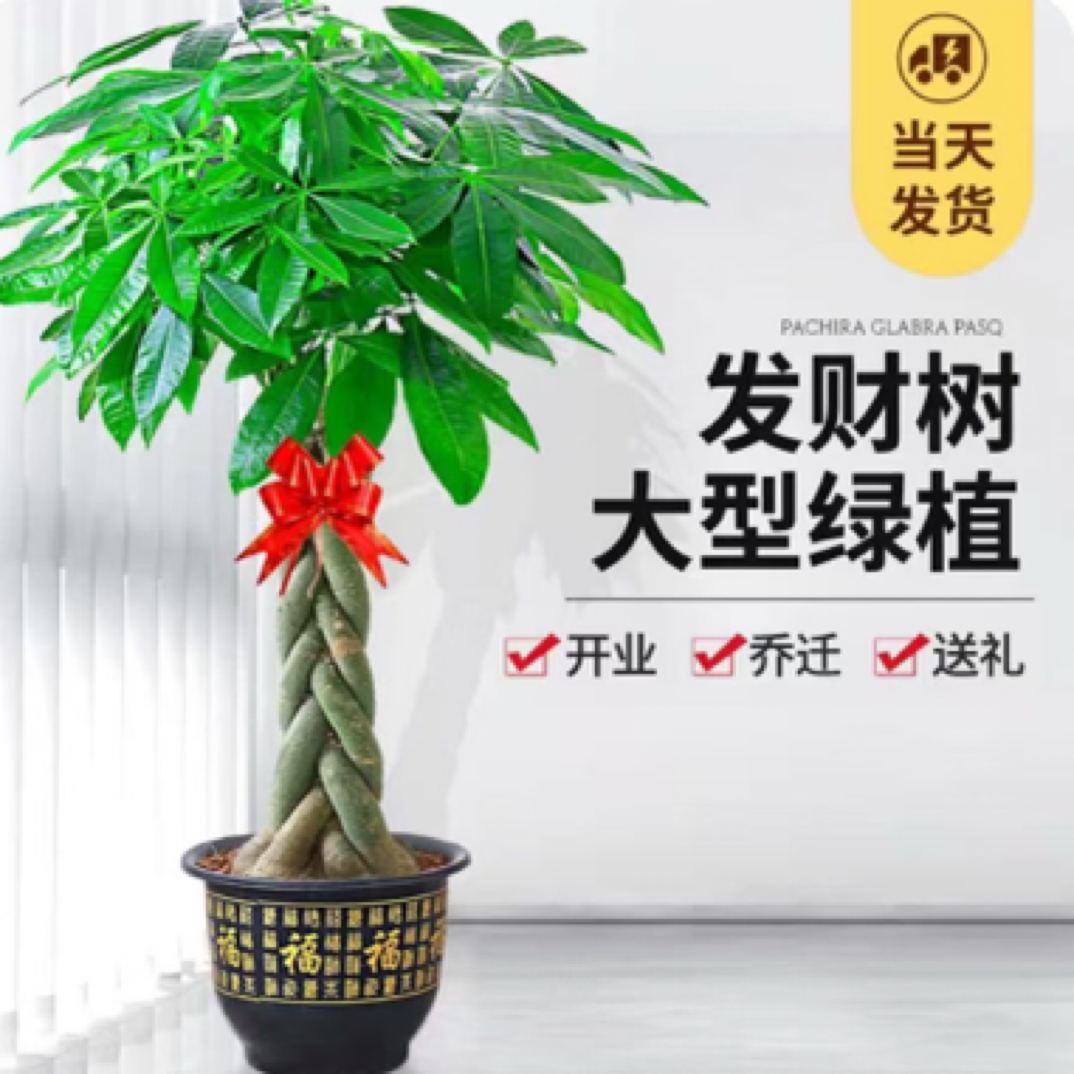 发财树大型绿植（好养）