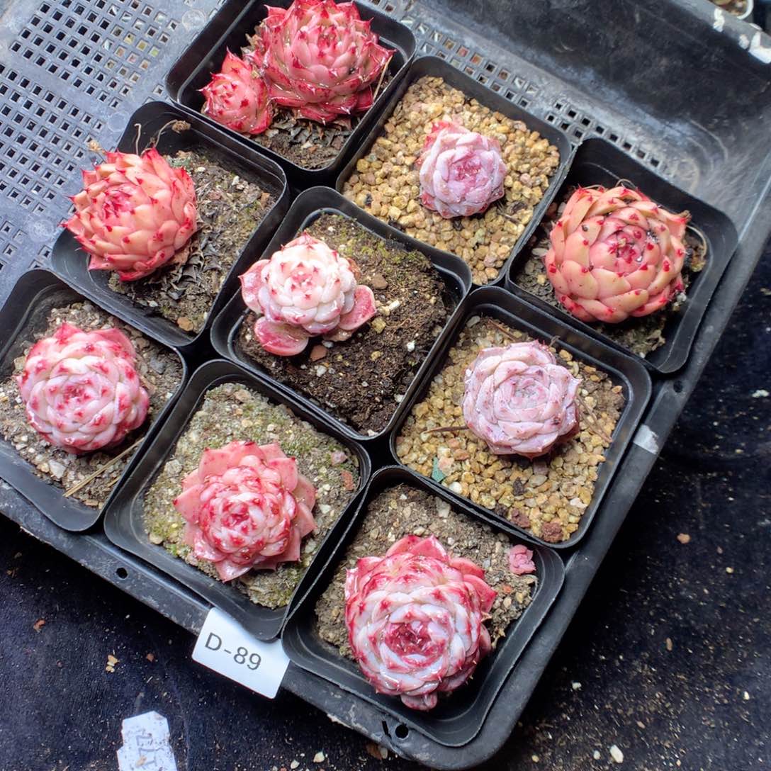 无花朵D89。yyyyyyyyyy