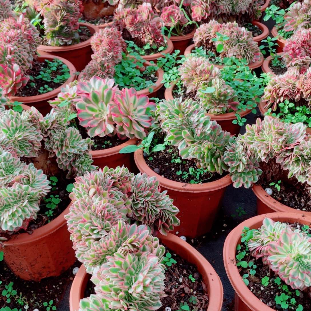 195号荔枝缀化多肉植物法师