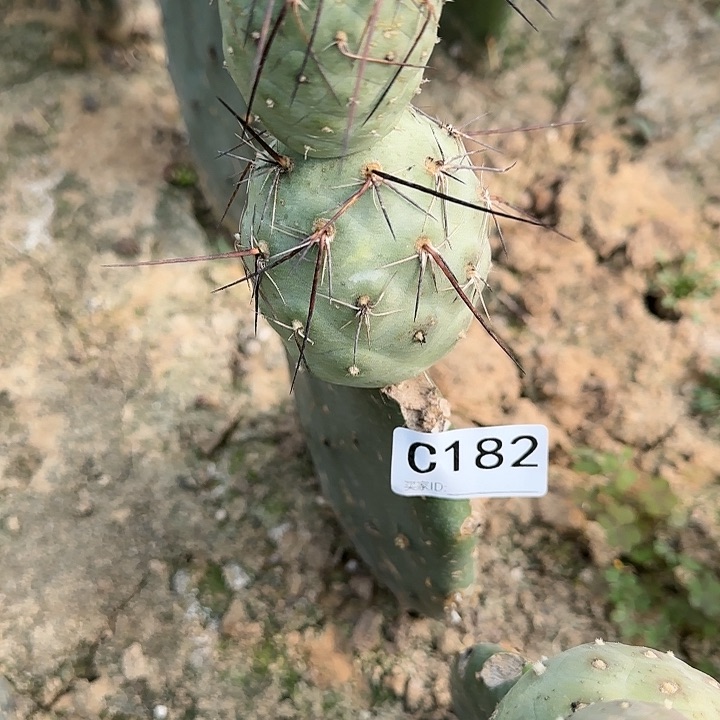 嫁接长刺习仙人球182