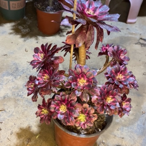 美肌多肉植物032
