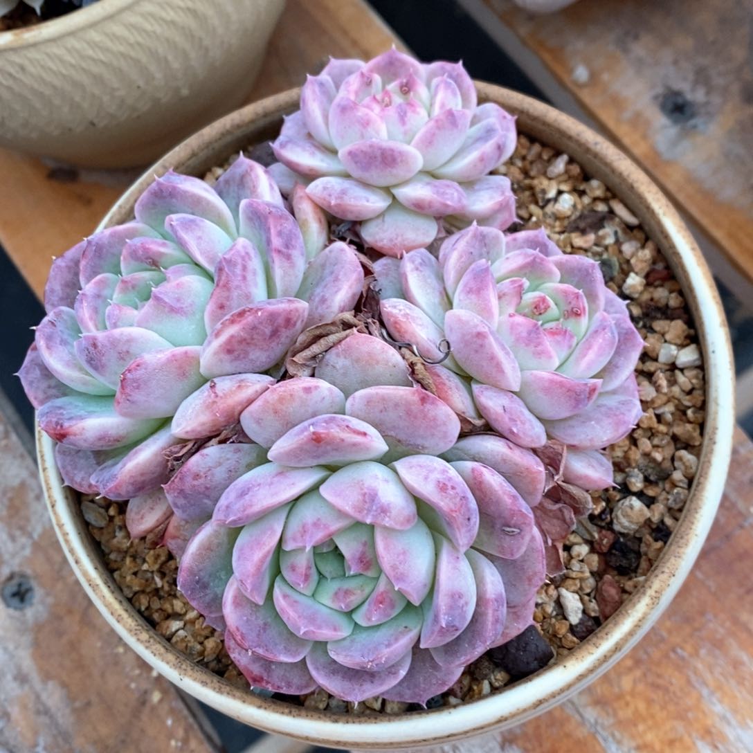 精品多肉一物一拍不包整116