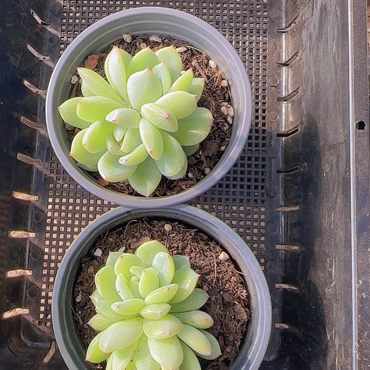 花时光精品多肉220