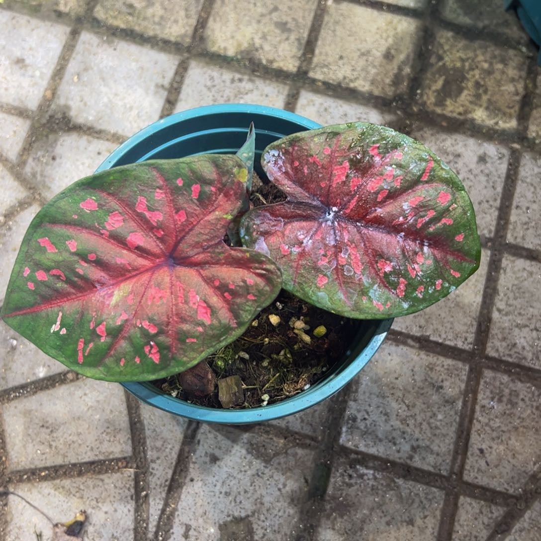 A***L完全开放6055泰彩