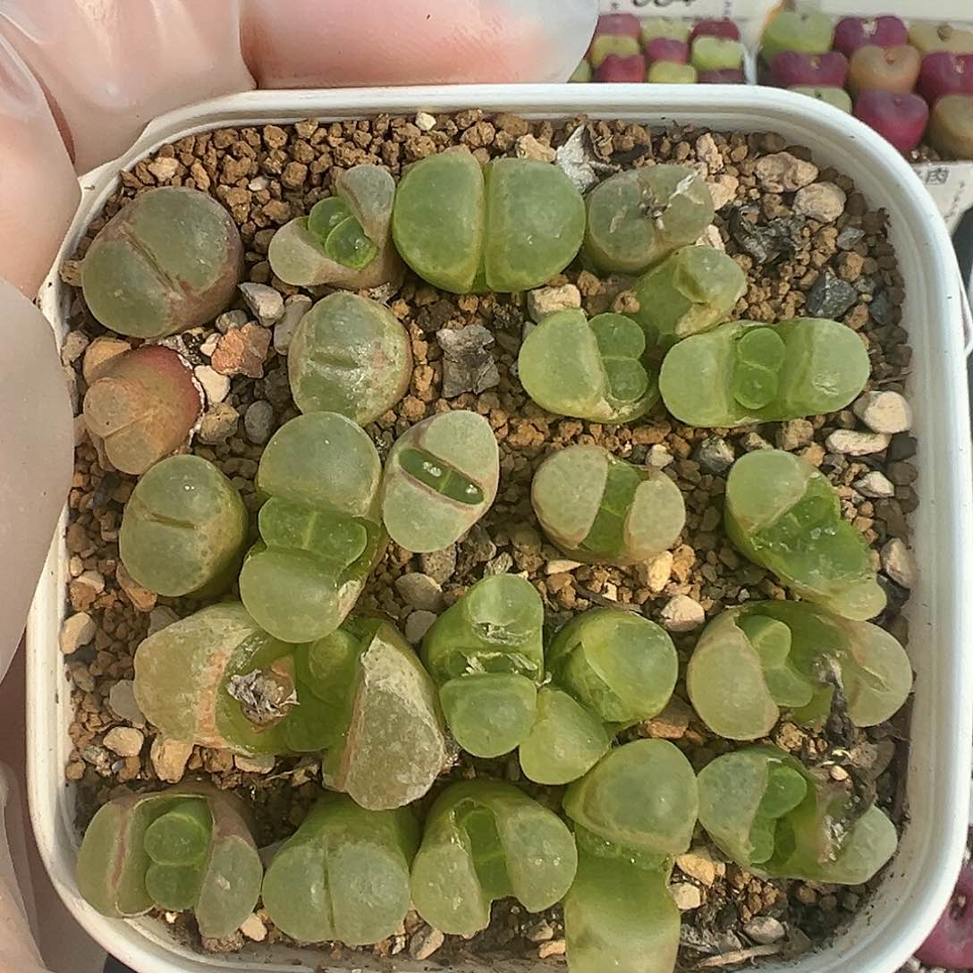 066粉樱1453.9带盆土发货