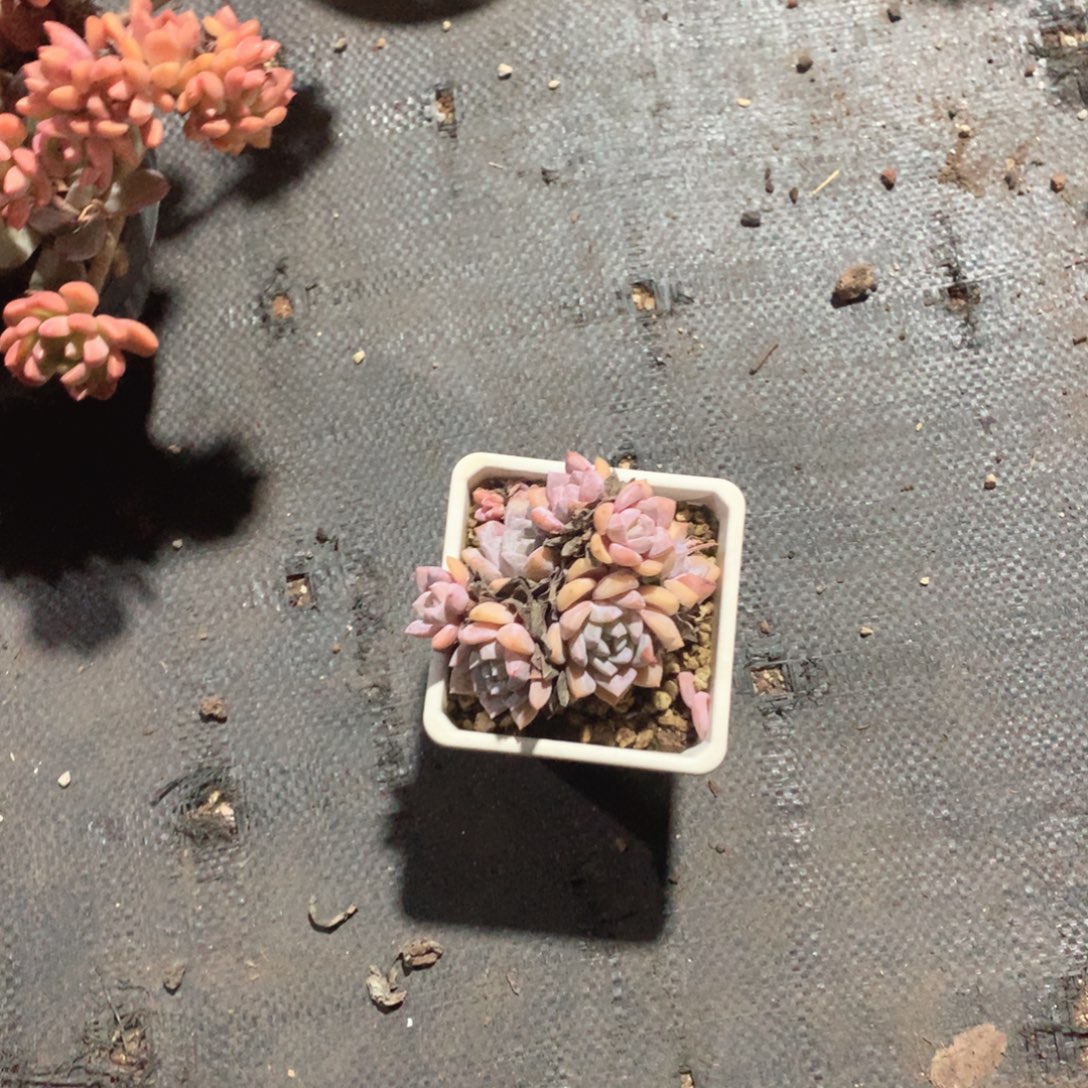 多肉植物等多种形态