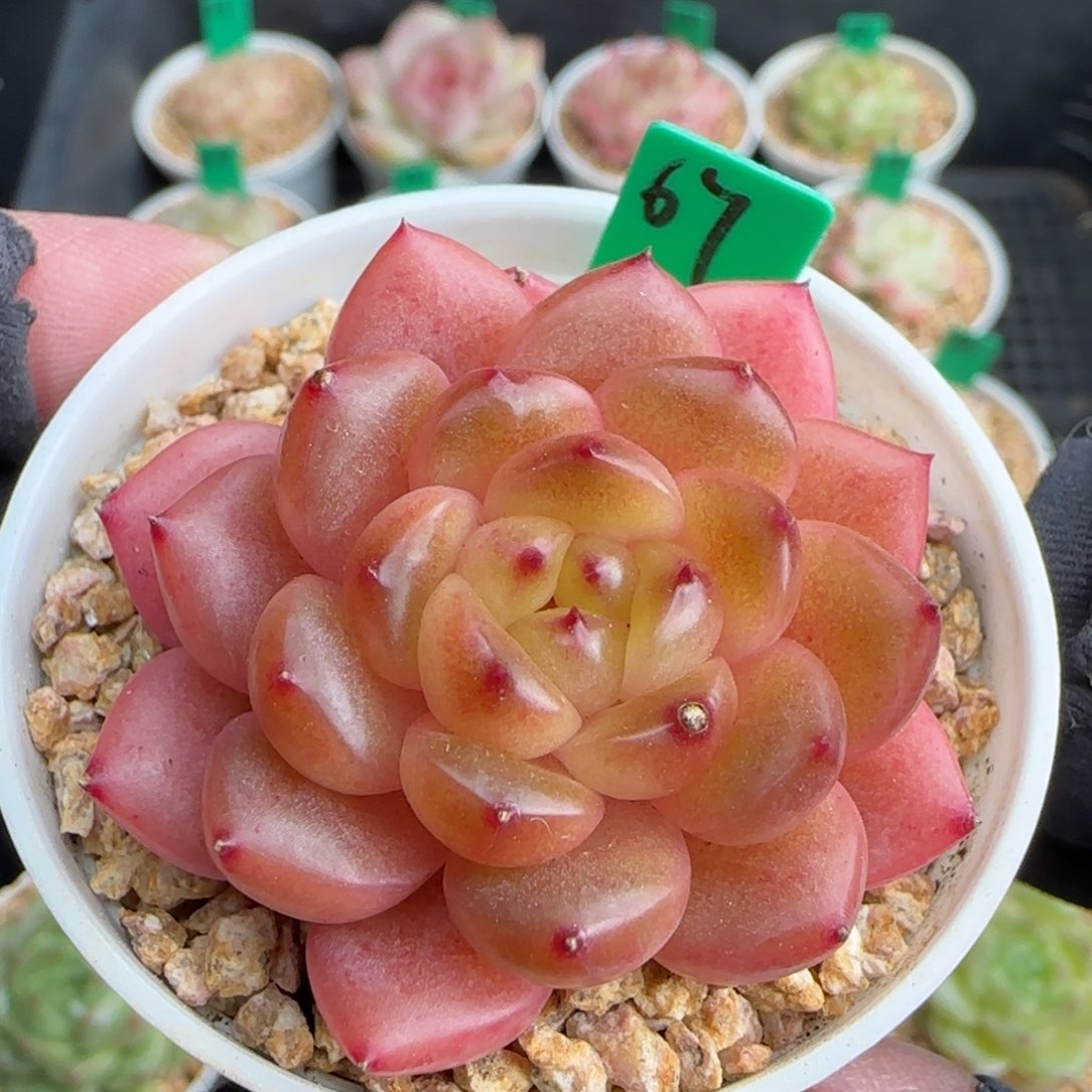 多肉67   珍妮糖心    5厘米盆  h