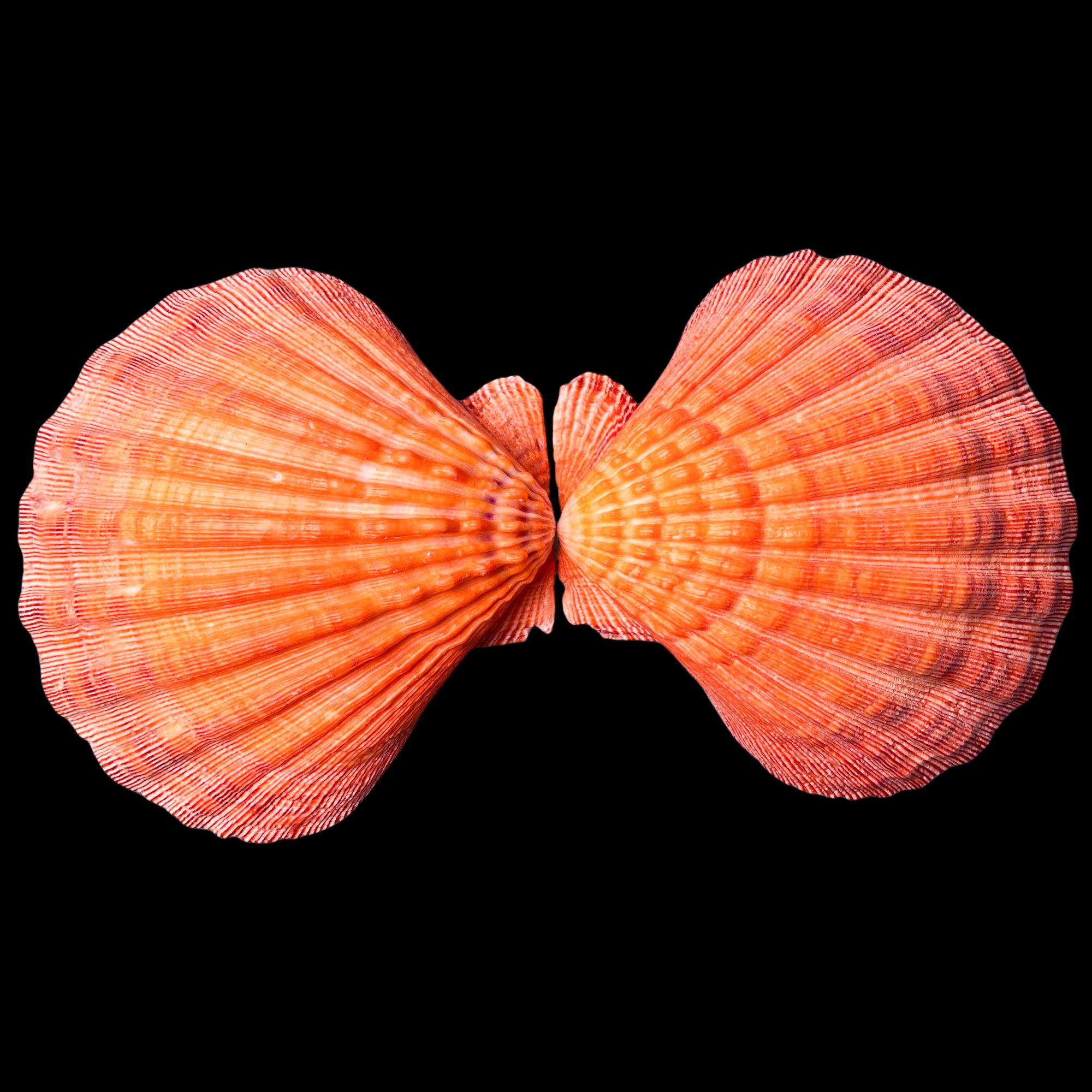 【小狮爪海扇蛤（标本）】141.6mm 稀有 产地：墨西哥 贝壳