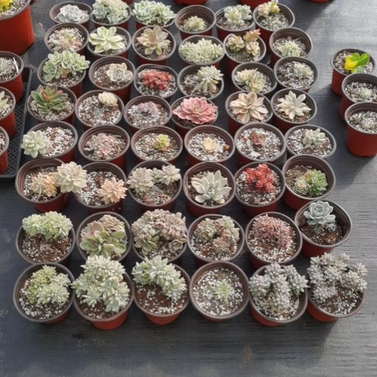 5盆包邮（在二十多品种选）不包偏远地区