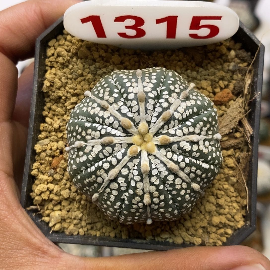 1315奇迹福利特价咯