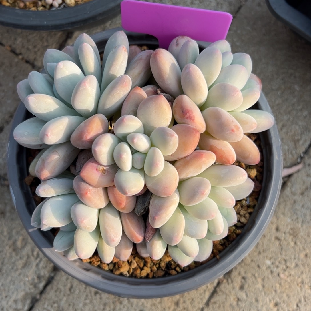 特价香水1111111111111111