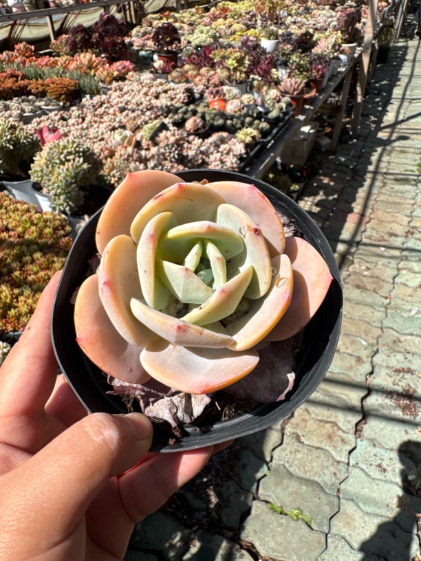 粉凤单头惊鸿多肉植物