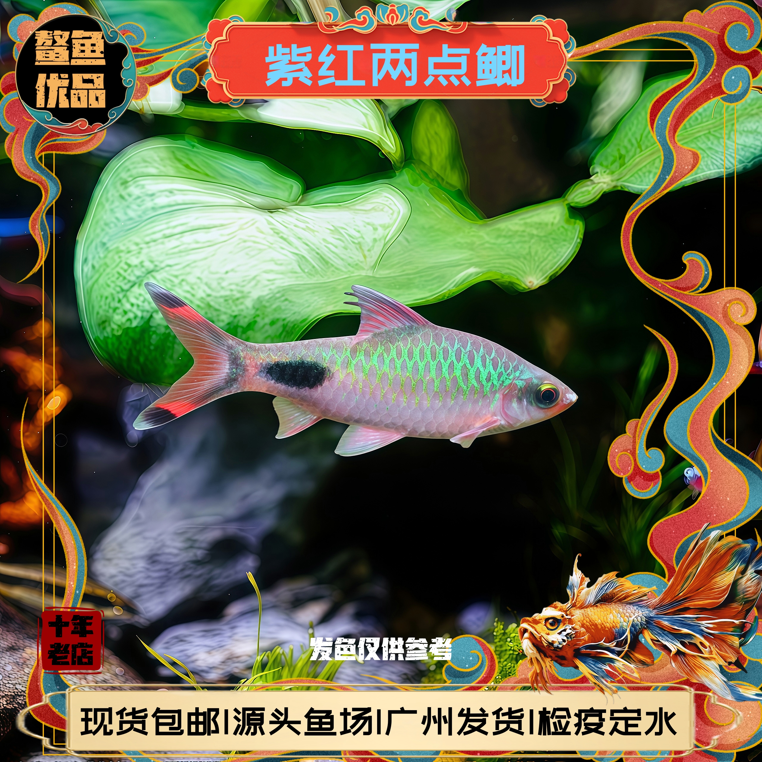 印度紫红两点鲫 道金斯鲃广温鱼原生鱼观赏鱼溪流鱼耐养活体