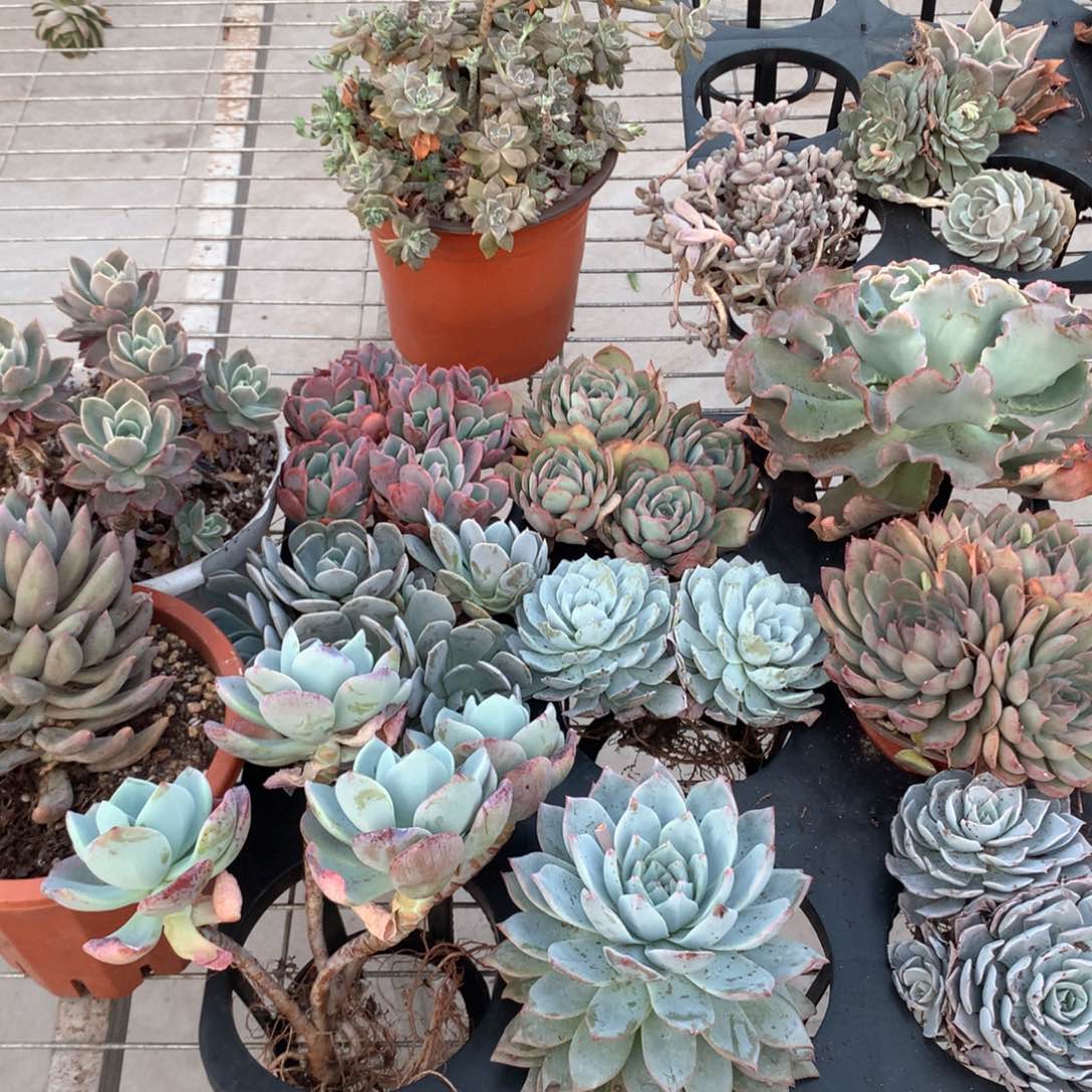 木*青多肉植物一物一拍群生