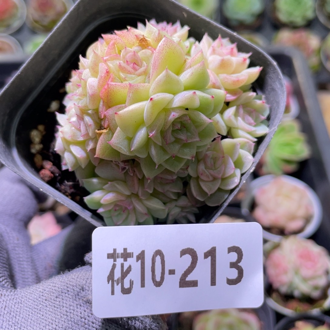 花利美10-213麦秆群