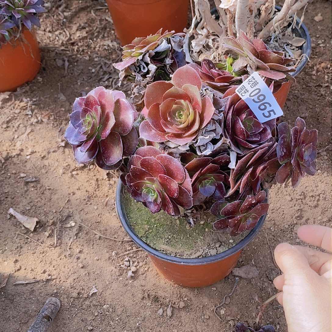 965 号一物一拍20包邮年后发货