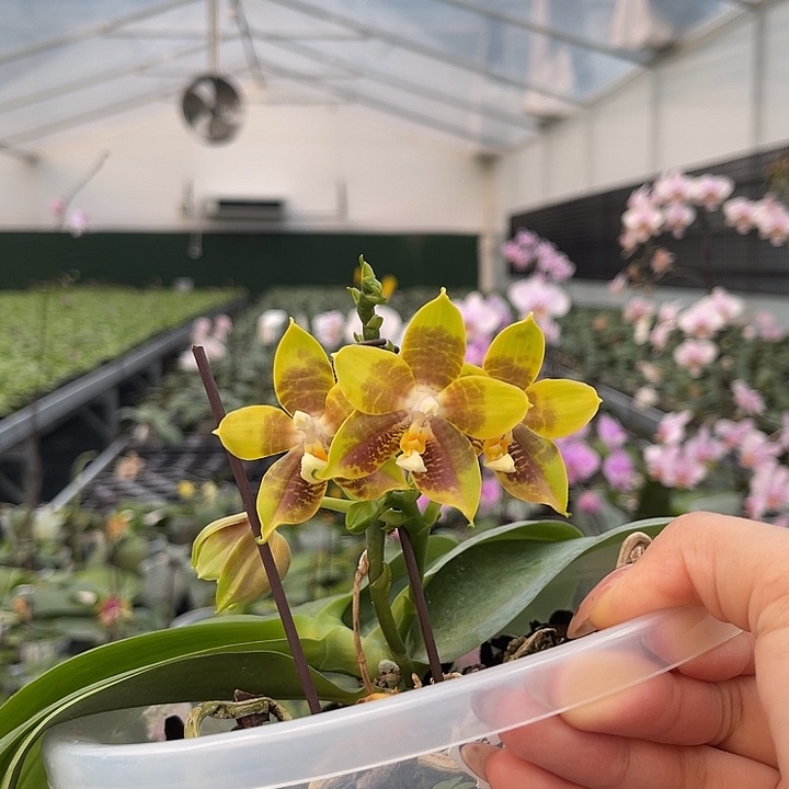 当前无花栽培后可以开花amm147。1255